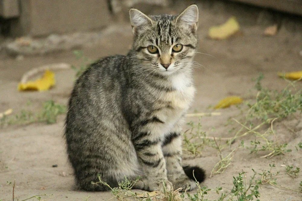 Кошка беспородная картинки