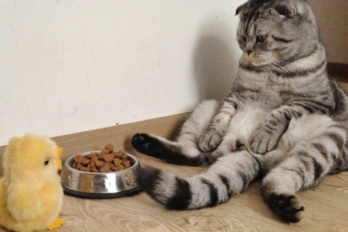 Смешные шотландские вислоухие котята