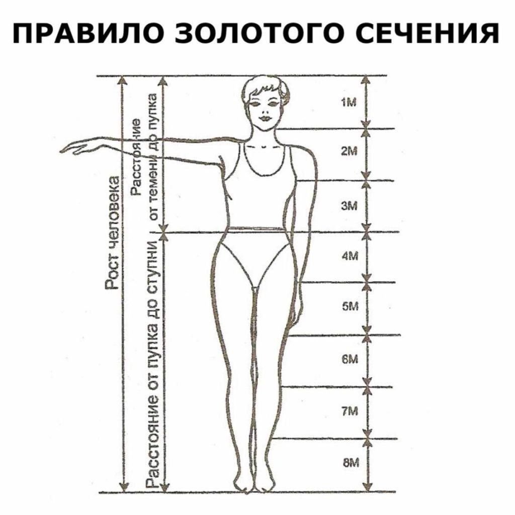 Идеальные пропорции женского тела золотое сечение