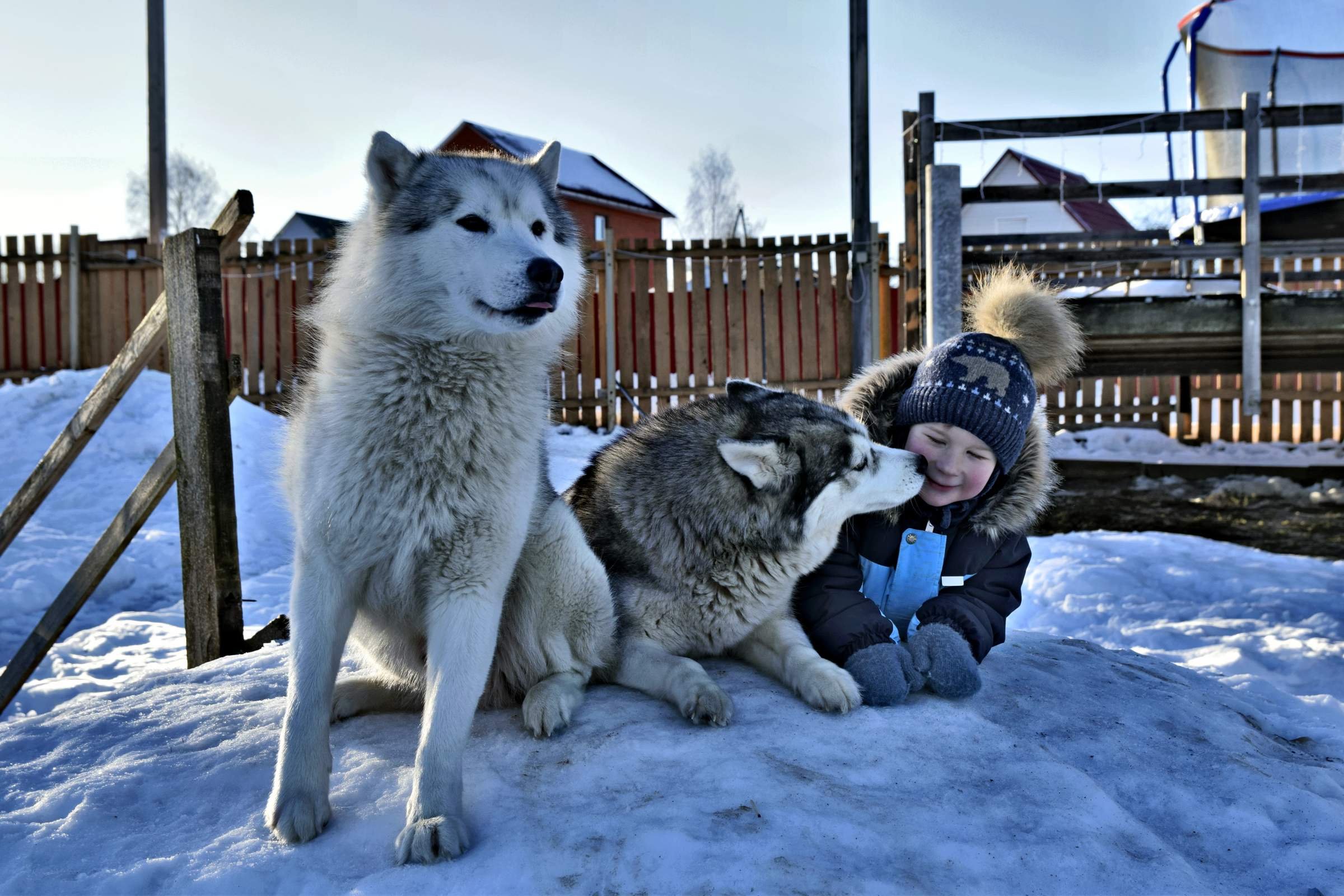 Жизнь с хаски