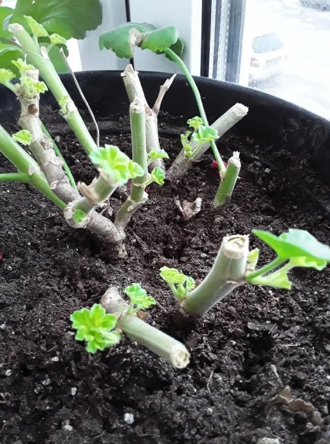 Обрезка пеларгонии весной. Пеларгония обрезка для пышного цветения. Пеларгония зональная обрезка. Прищипка королевской пеларгонии. Нужно ли обрезать герань на зиму.