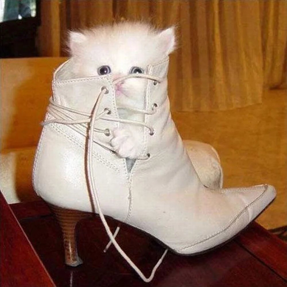 Дамская обувь коты