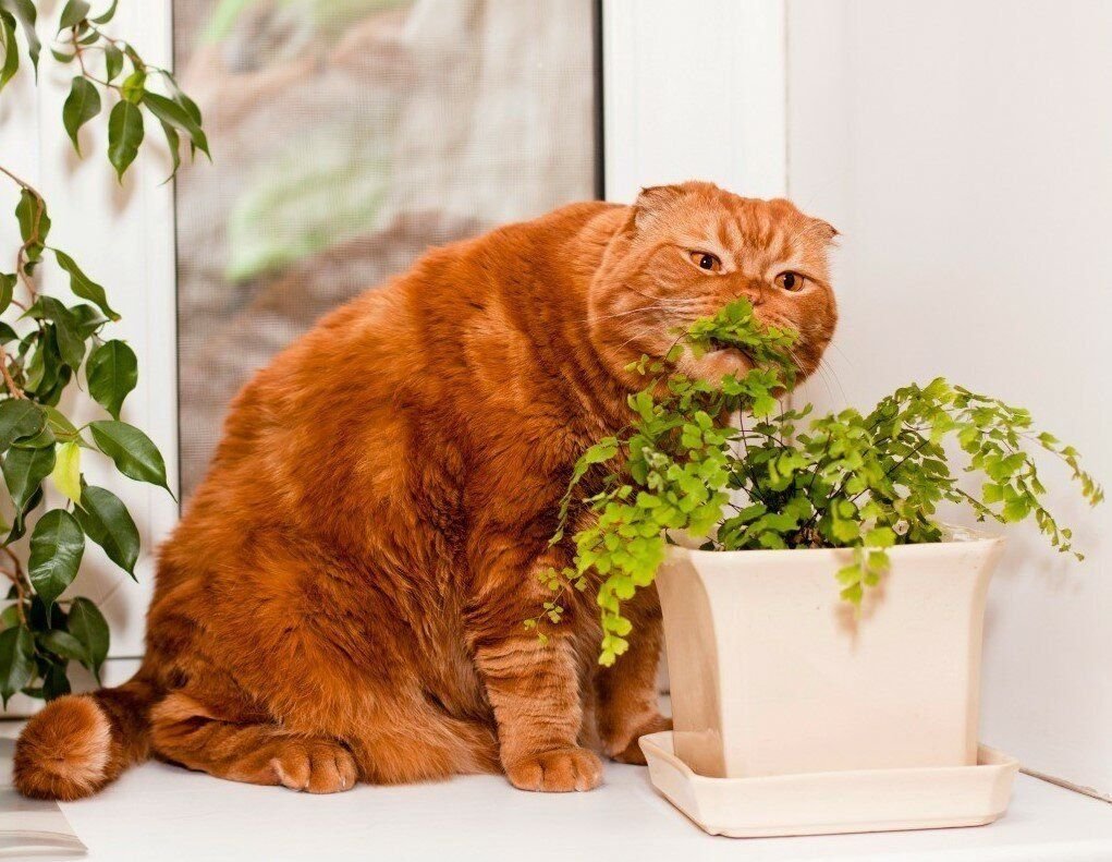 Cat plants. Кошки и домашние цветы. Кот на горшке. Кошка в цветочном горшке. Кот ест домашние растения.