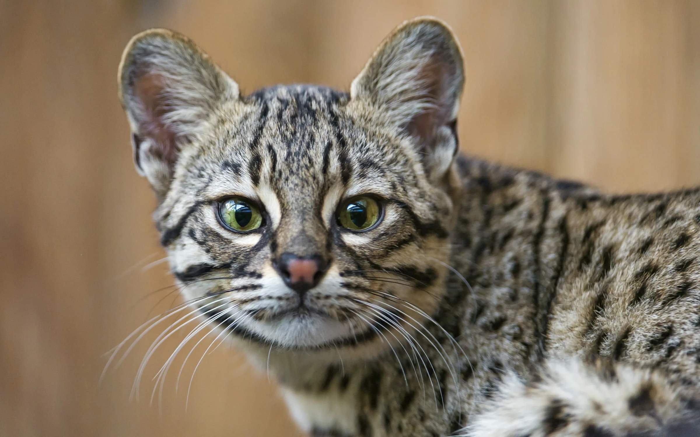 Как выглядит кошка фото. Порода кошек Жоффруа. Вид - кошка Жоффруа (leopardus geoffroyi):. Кошка Жоффруа Южная Америка. Бенгальская Рысь.