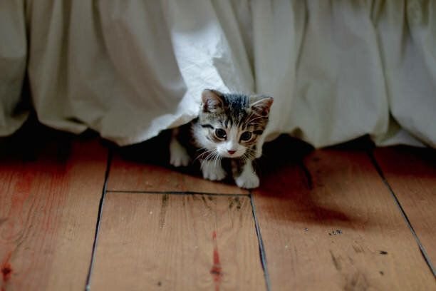Кошка забилась под кровать