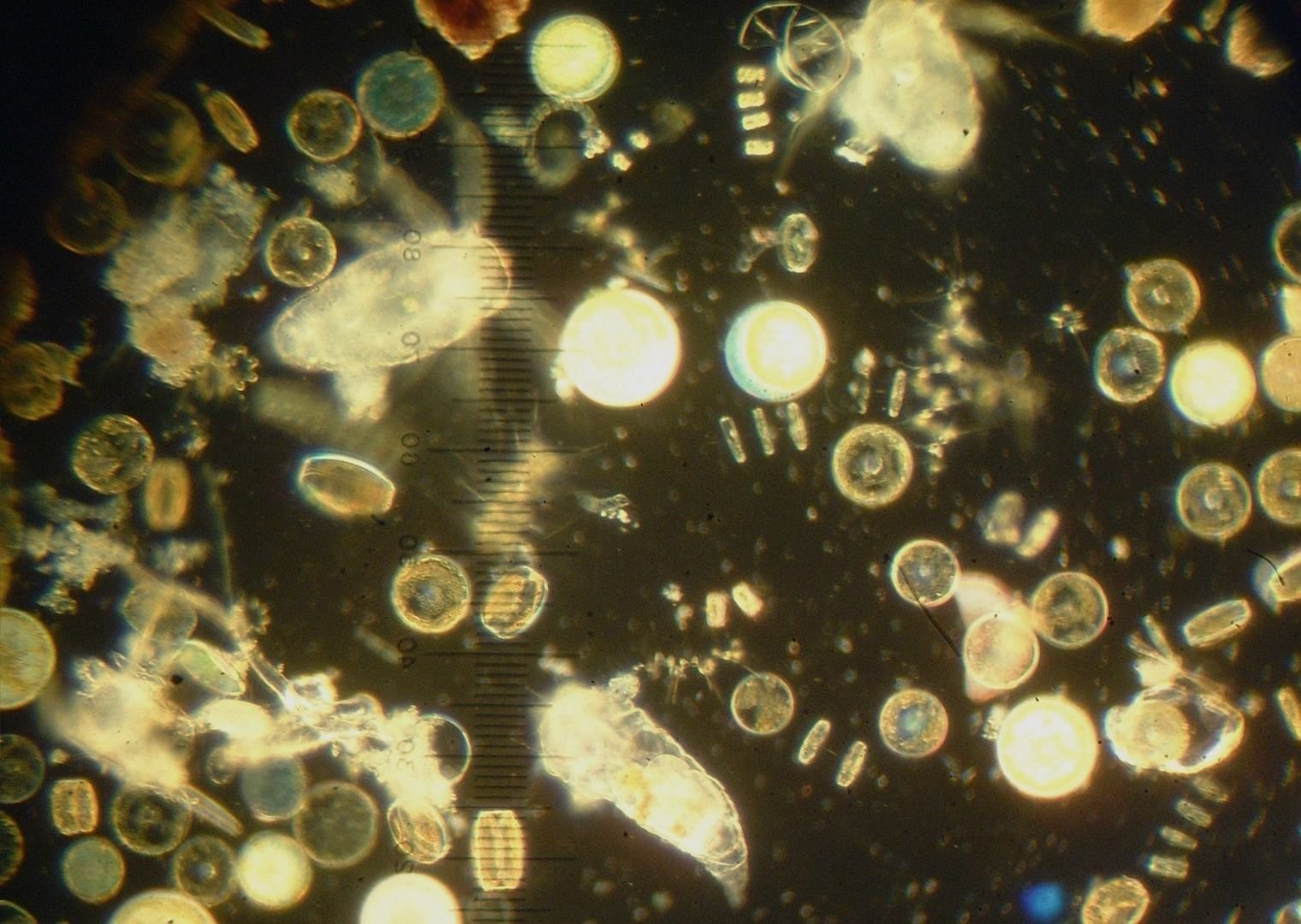 Фитопланктон образован. Фитопланктон нанопланктон зоопланктон. Одноклеточные планктонные водоросли. Фитопланктон водоросли. Планктонные бактерии.