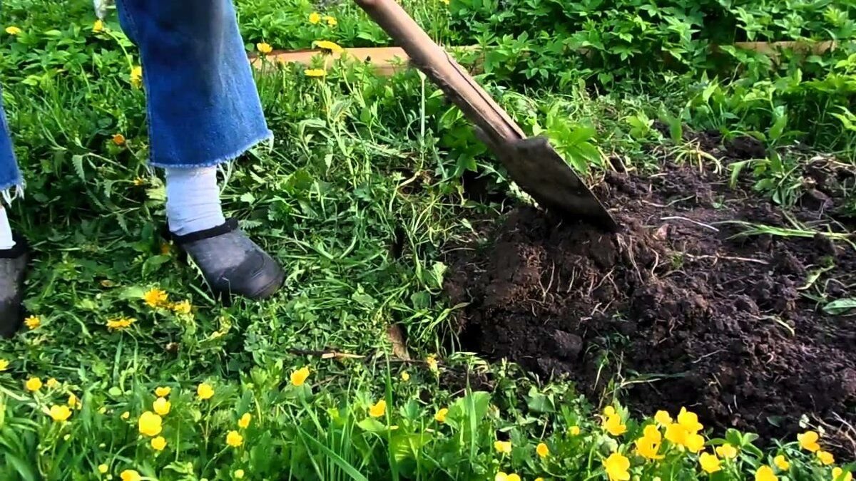 Мульчирование роз. Перекопанный огород. Обработка земли огорода. Рыхление пиона. Копать огород.
