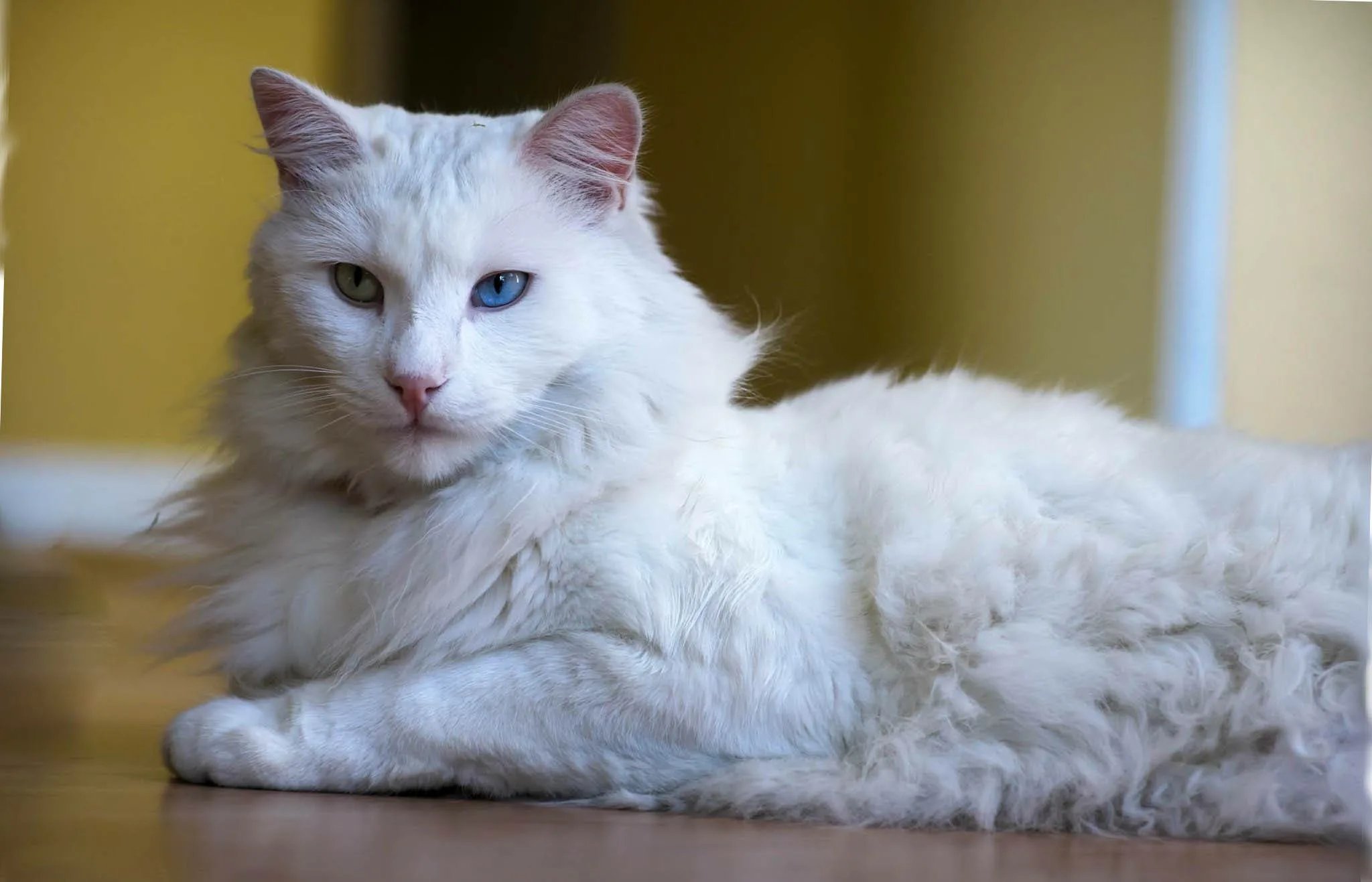белые кошки фото порода