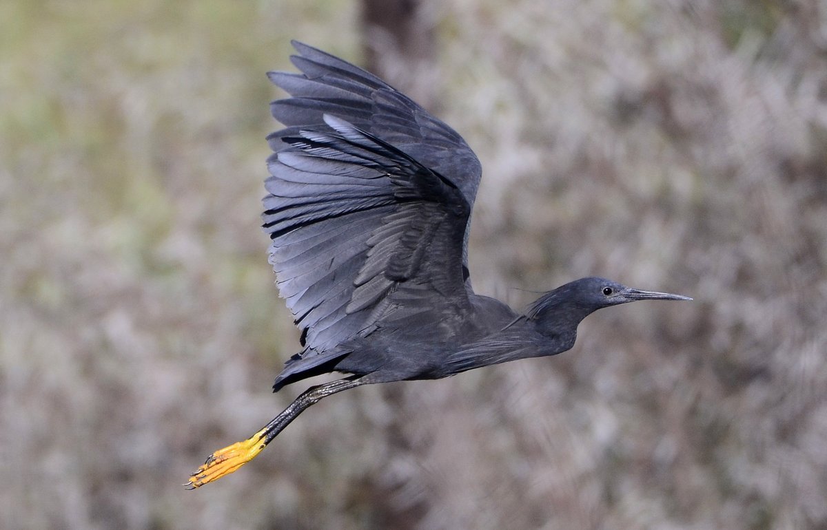 Black Heron птица