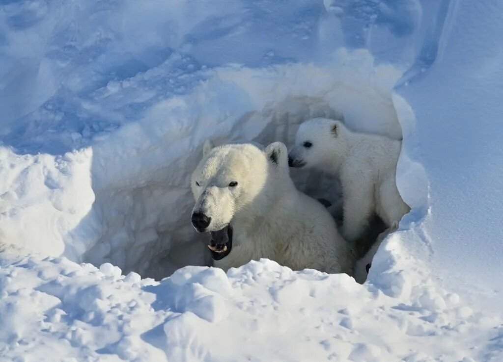 Медведи живут на севере