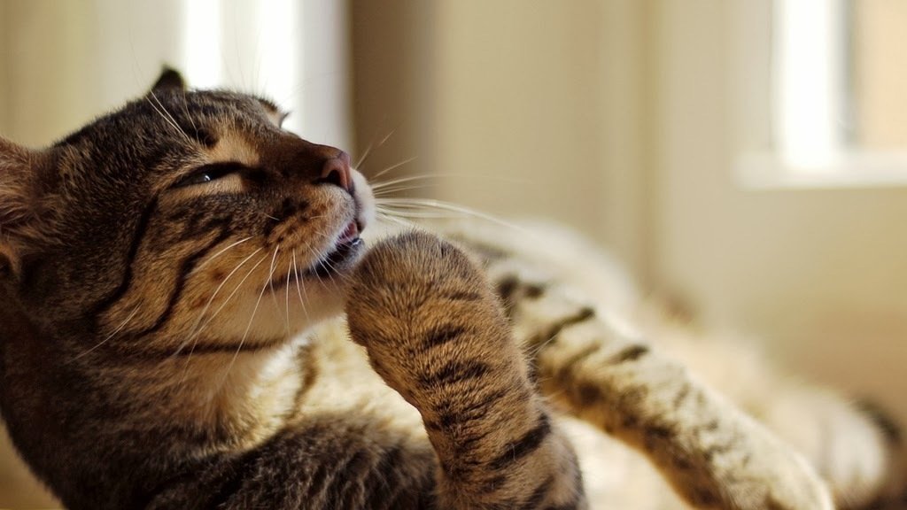 Кот думает. Кот задумался. Коты думают. Quotations about Cats.