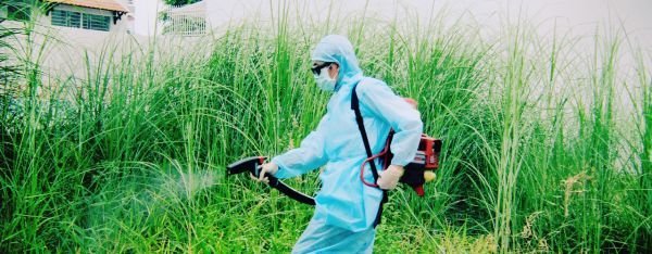 Тростник озерный. Приспособление для скашивания камыша. Тростник на участке. Комбайн для уборки камыша. Камыш в огороде.