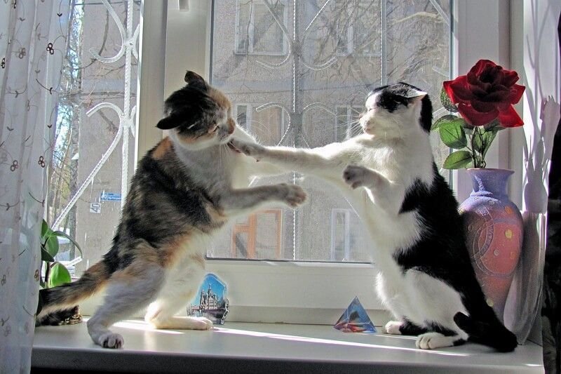 Когда находишь своего человека. Рапа нуи вайгу. Но чаще на нескольких. Если у тебя получилось обмануть чело. Но чаще на нескольких.