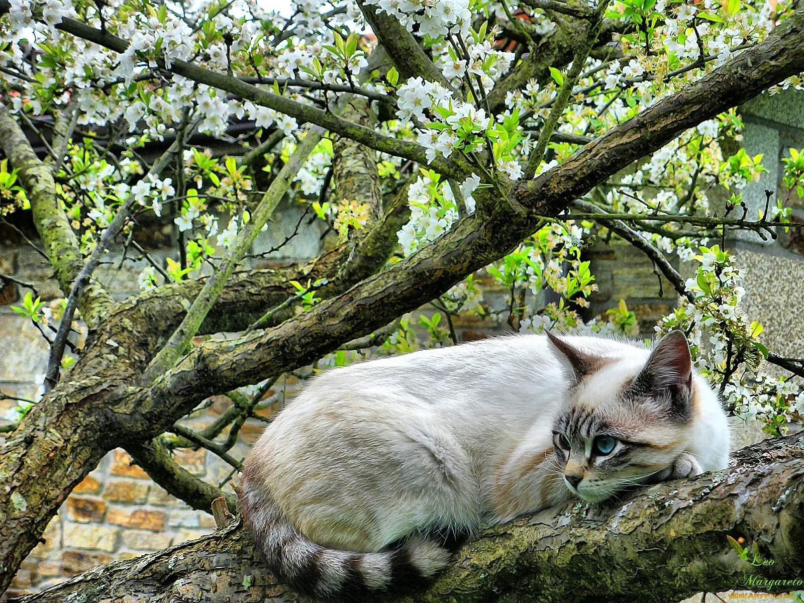 Кот на дереве весной