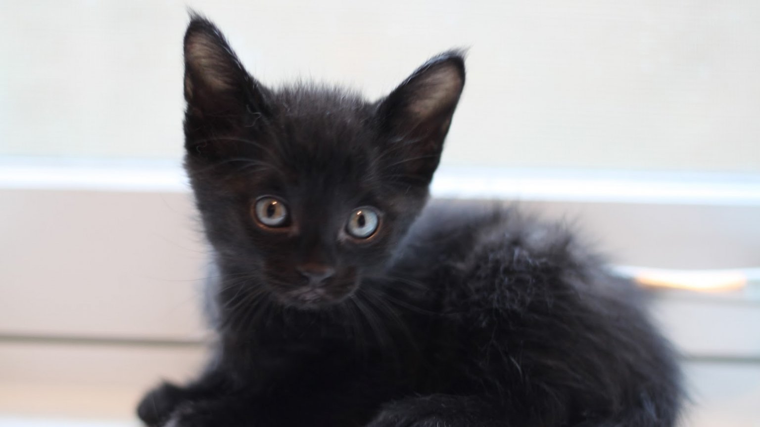 Котята черного цвета