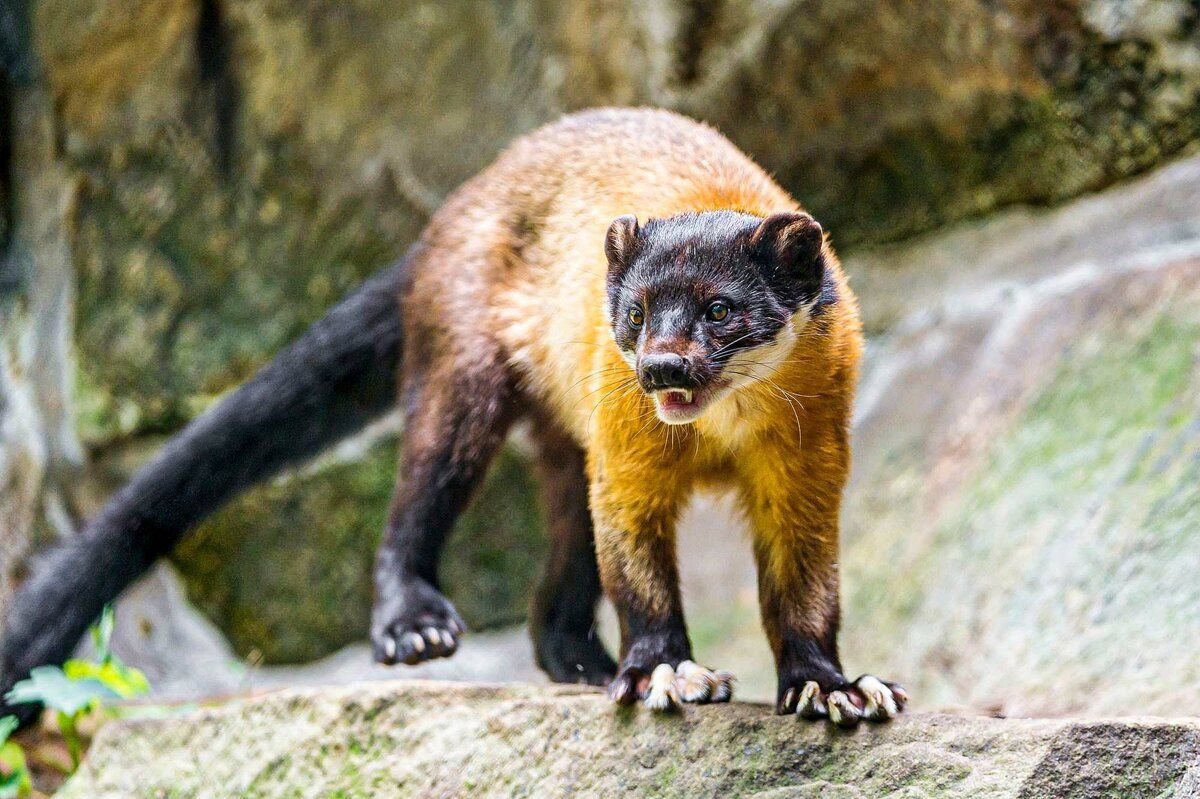 куница хищное. куница лесная куница. харза уссурийская куница. баргузинский соболь. соболь баргузинский животное.