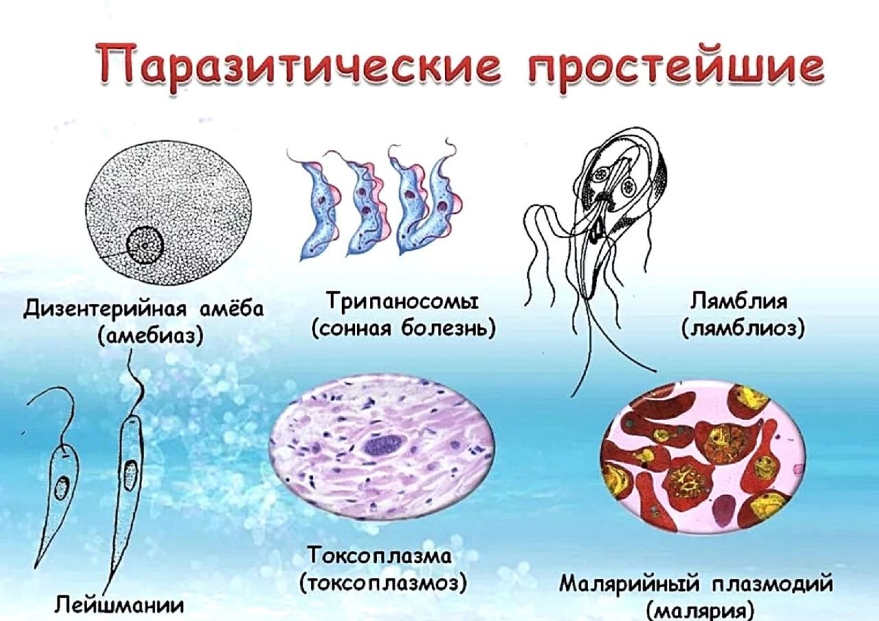 Клетка паразита. Одноклеточные паразиты дизентерийная амеба. Паразиты типа простейшие. К паразитическим простейшим относятся лямблии малярийный плазмодий. Паразитические одноклеточные животные.