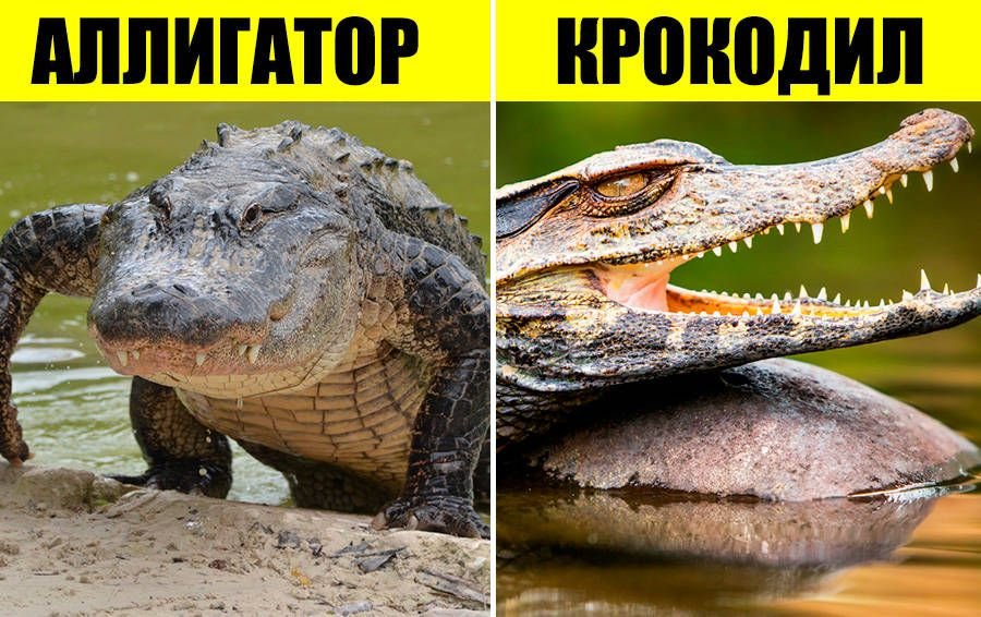 Чем отличается аллигатор от крокодила фото
