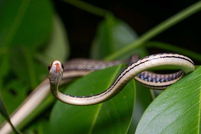 Включи змей. Dendrelaphis. Блестящий древесный уж (Dendrelaphis pictus). Вараны и змеи. Змея в Эстонии уж.