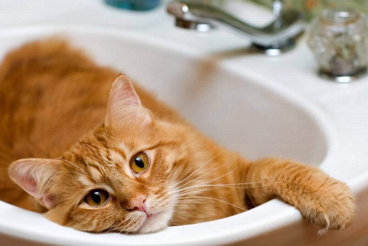 Котик в ванне. Рыжий кот в раковине. Рыжий кот в ванной. Кошка в раковине. Рыжий кот купается в ванной.
