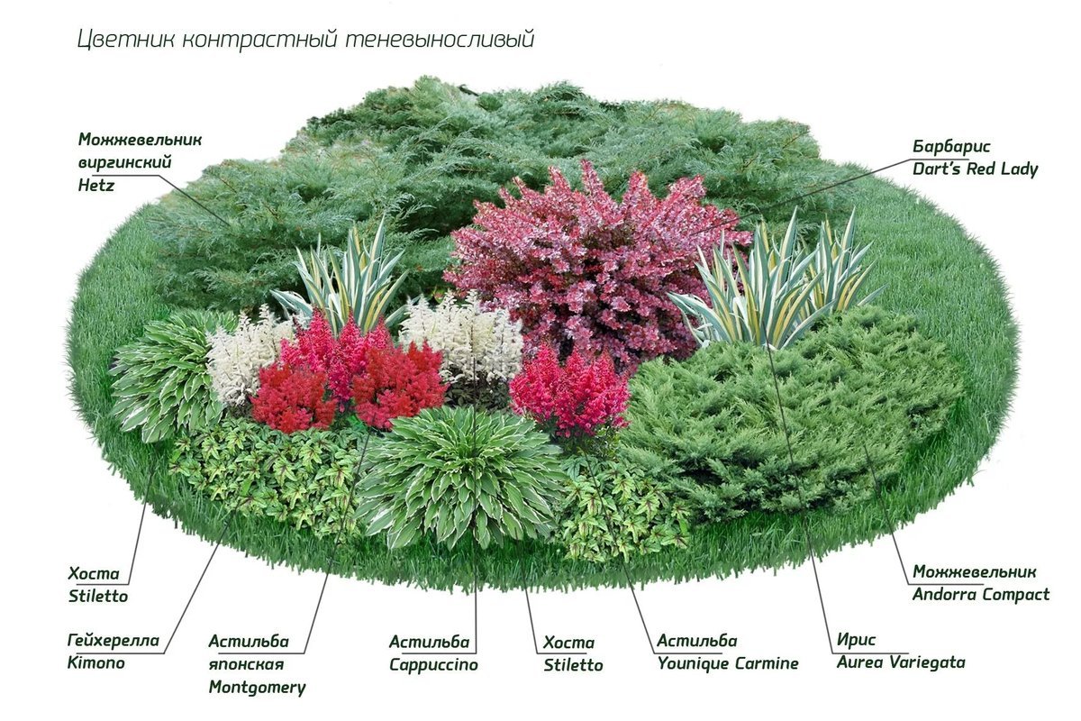 Схема миксбордера непрерывного цветения