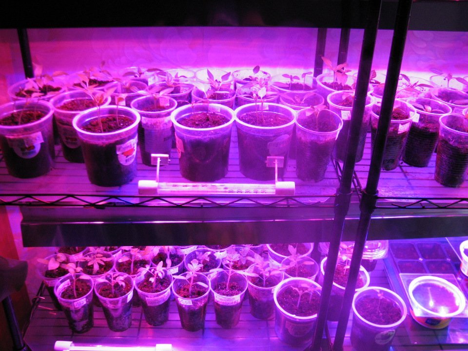 фитолампы для рассады. фитолампы в интерьере. подсветка растений. как пользоваться фитолампой при выращивании. рассада томатов досвечивание.