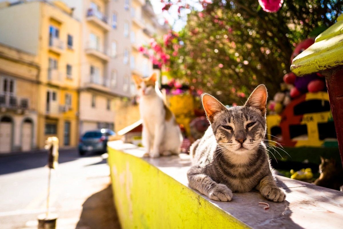 Погода в кошках. Кошка на улице. Город кошек. Тепло на улице. Кошка на улице города.