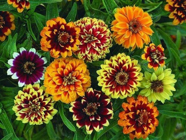 Циния узколистная, персидский ковер