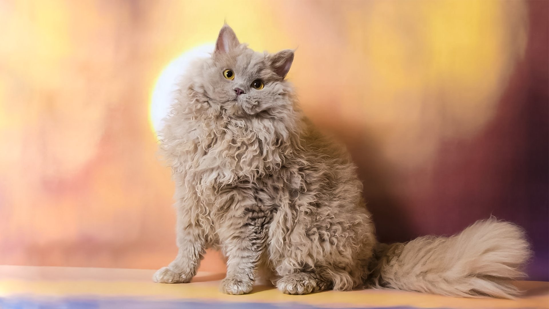 кудрявые кошки порода фото