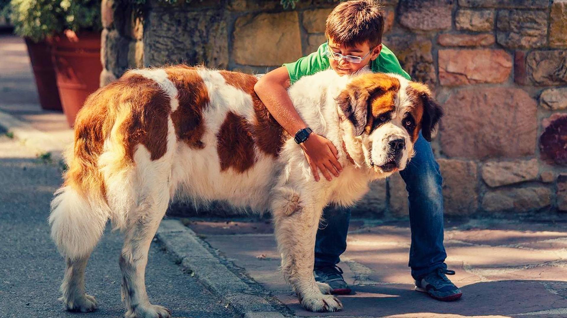 Собака из фильма бетховен фото