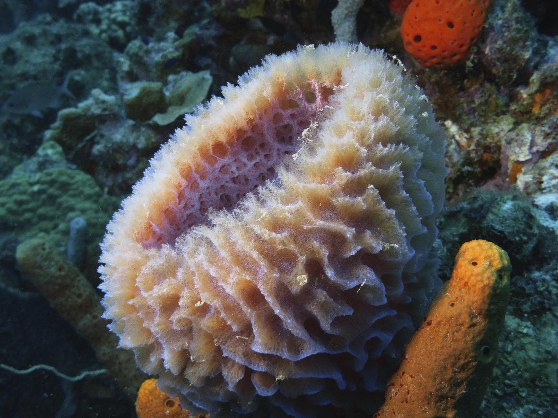 Рыба губка. Морской камнеточец губка. Губки Porifera Spongia. Губки (лат. Porifera, Spongia). Морская губка Баренцева моря.