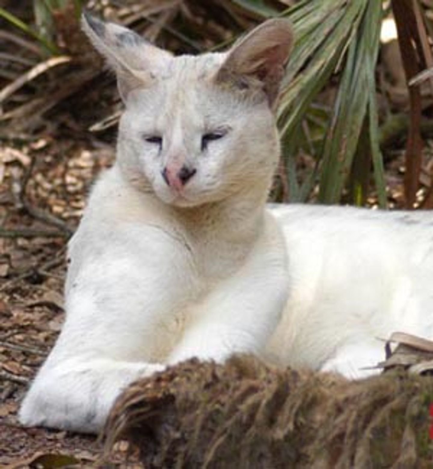 Камышовая кошка альбинос
