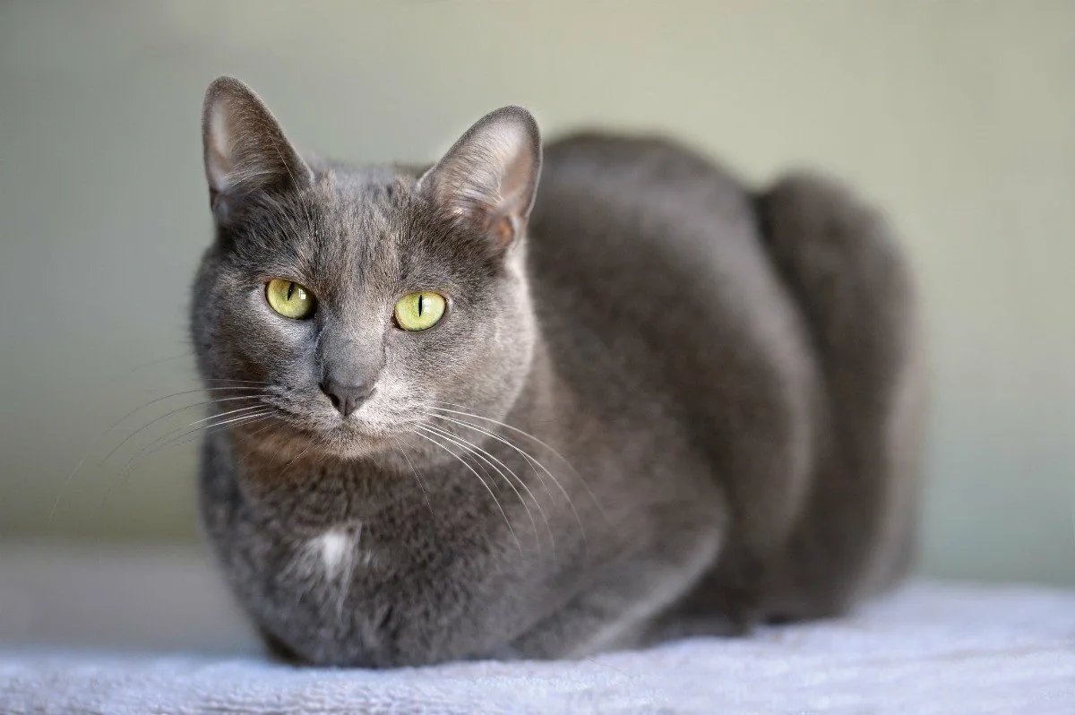 фото кошек серого окраса