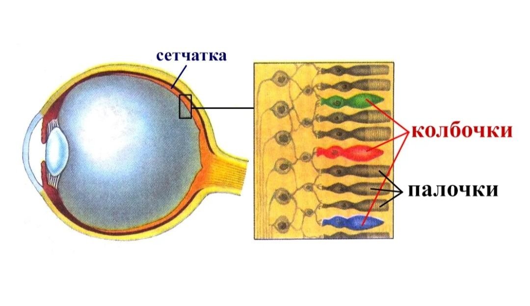 строение глаза колбочки. зрительные рецепторы палочки и колбочки. колбочки сетчатки находятся. палочки и колбочки сетчатки функции. светочувствительные клетки (палочки и колбочки) располагаются:.