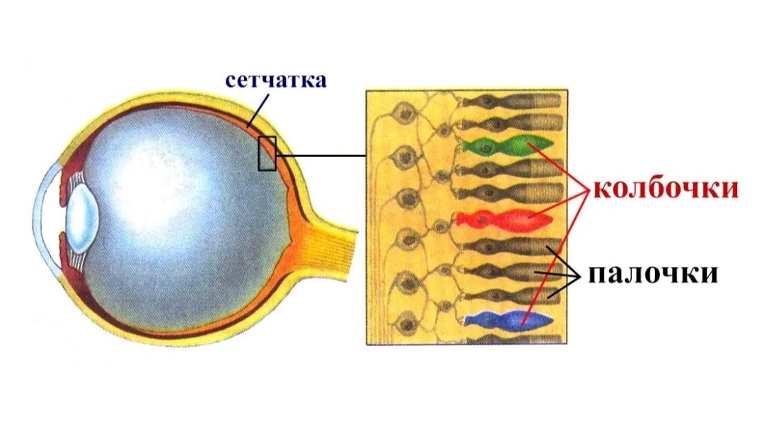 Сетчатка рисунок. Палочки и колбочбочки строение глаза. Строение глаза колпачки палочки. Строение глаза колбочки.