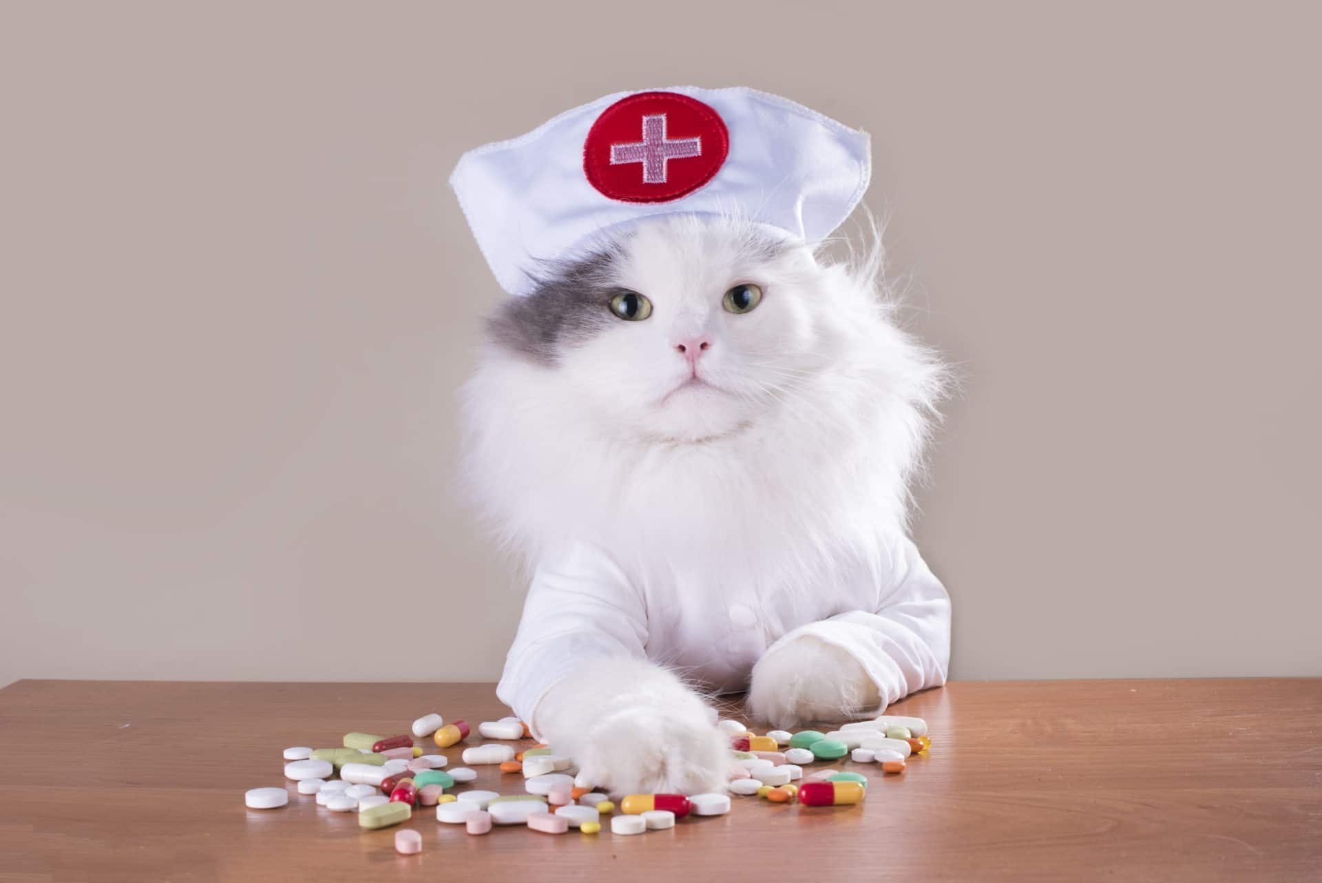 Котенок медик