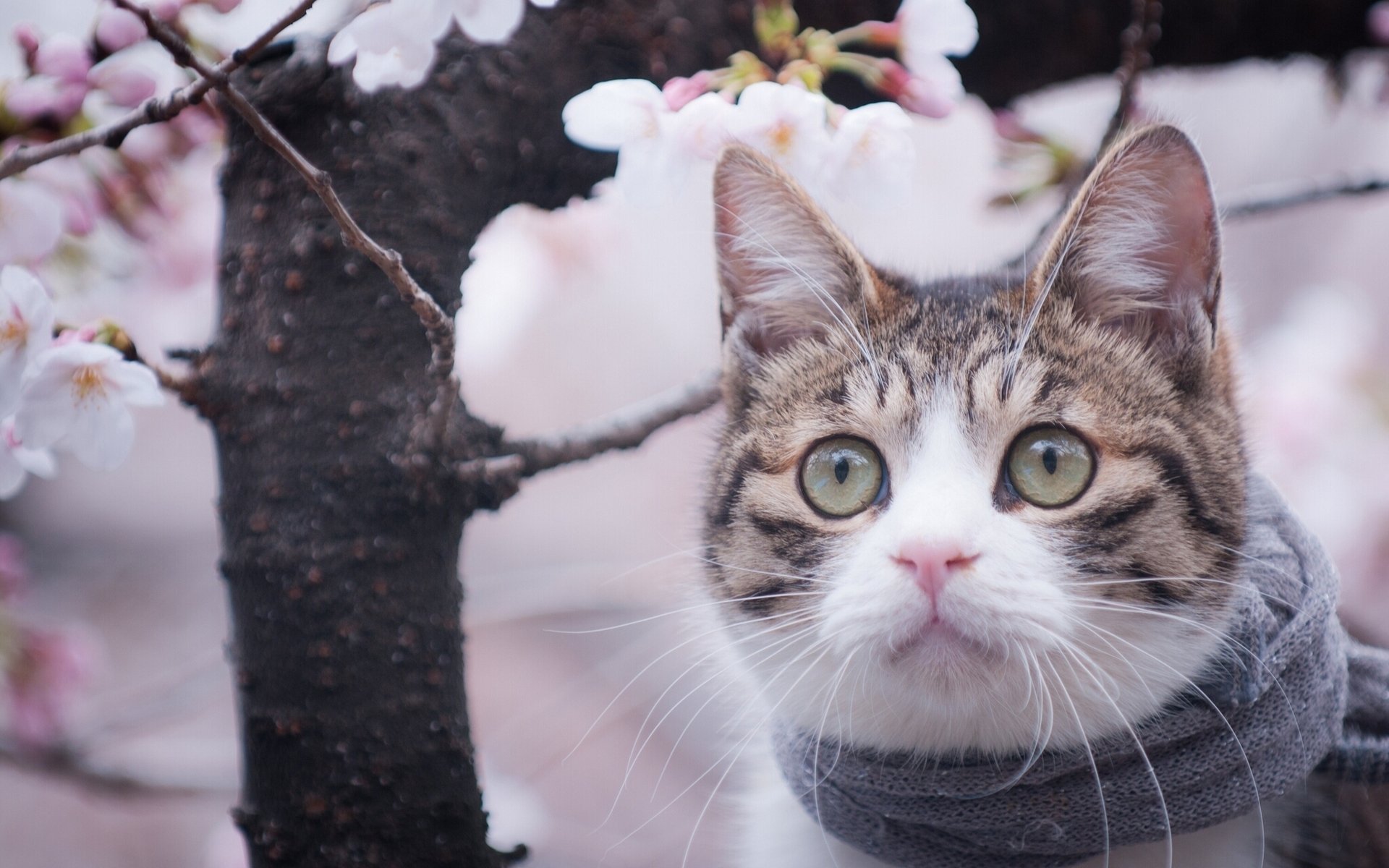 Кот весенний фото