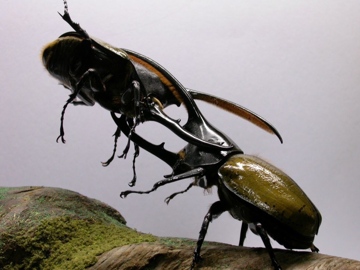 Самые крупные жуки в мире фото