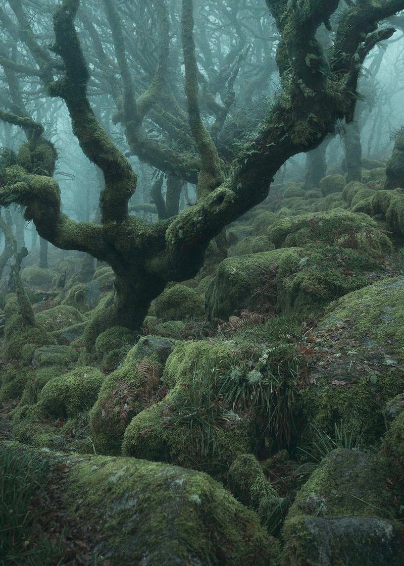 Нил Бернелл мистический лес
