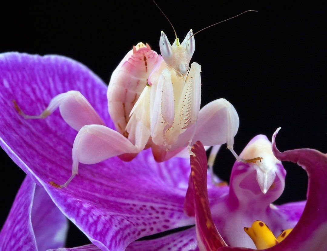 Богомол Hymenopus coronatus