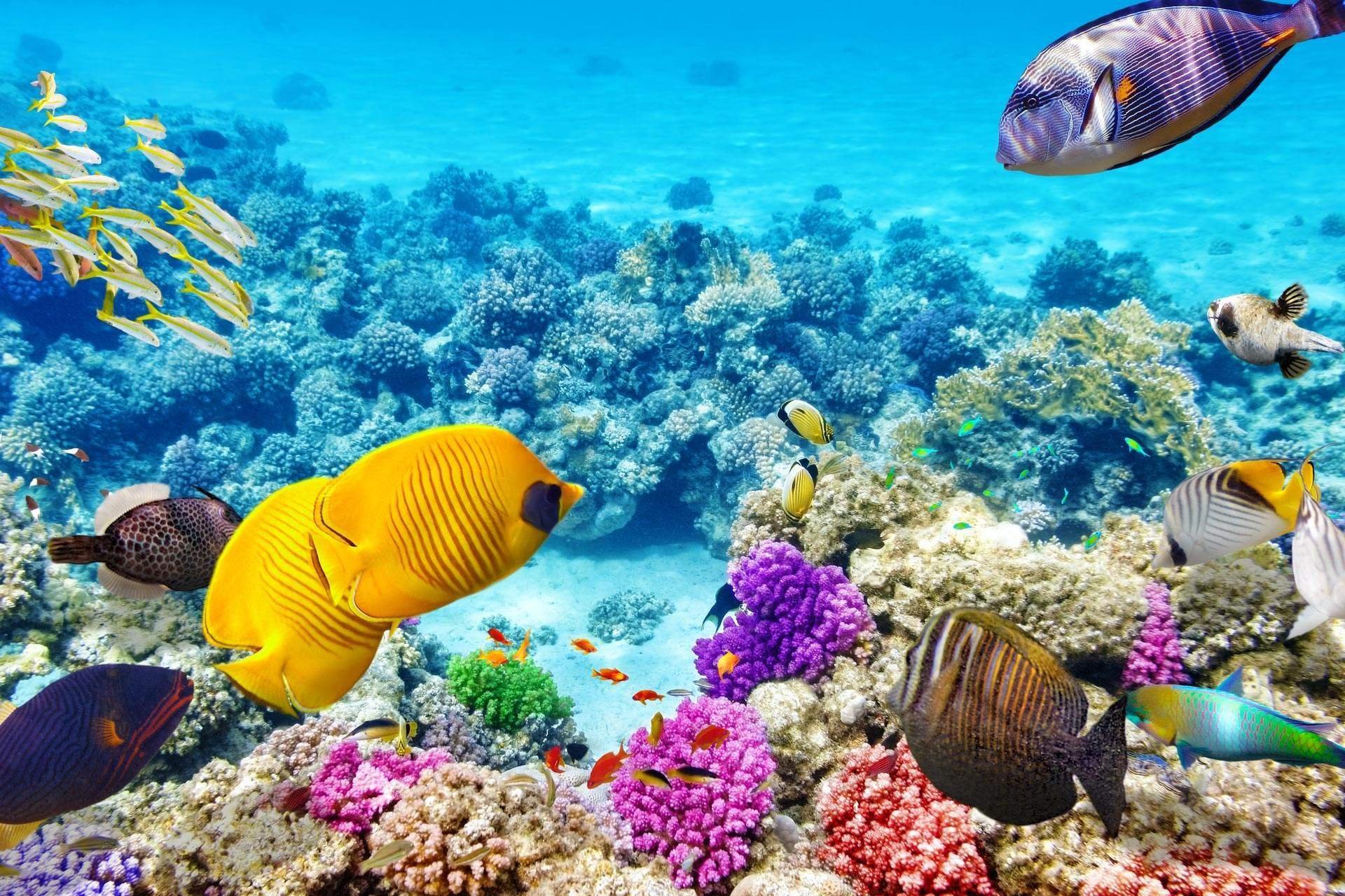 египет риф красивые