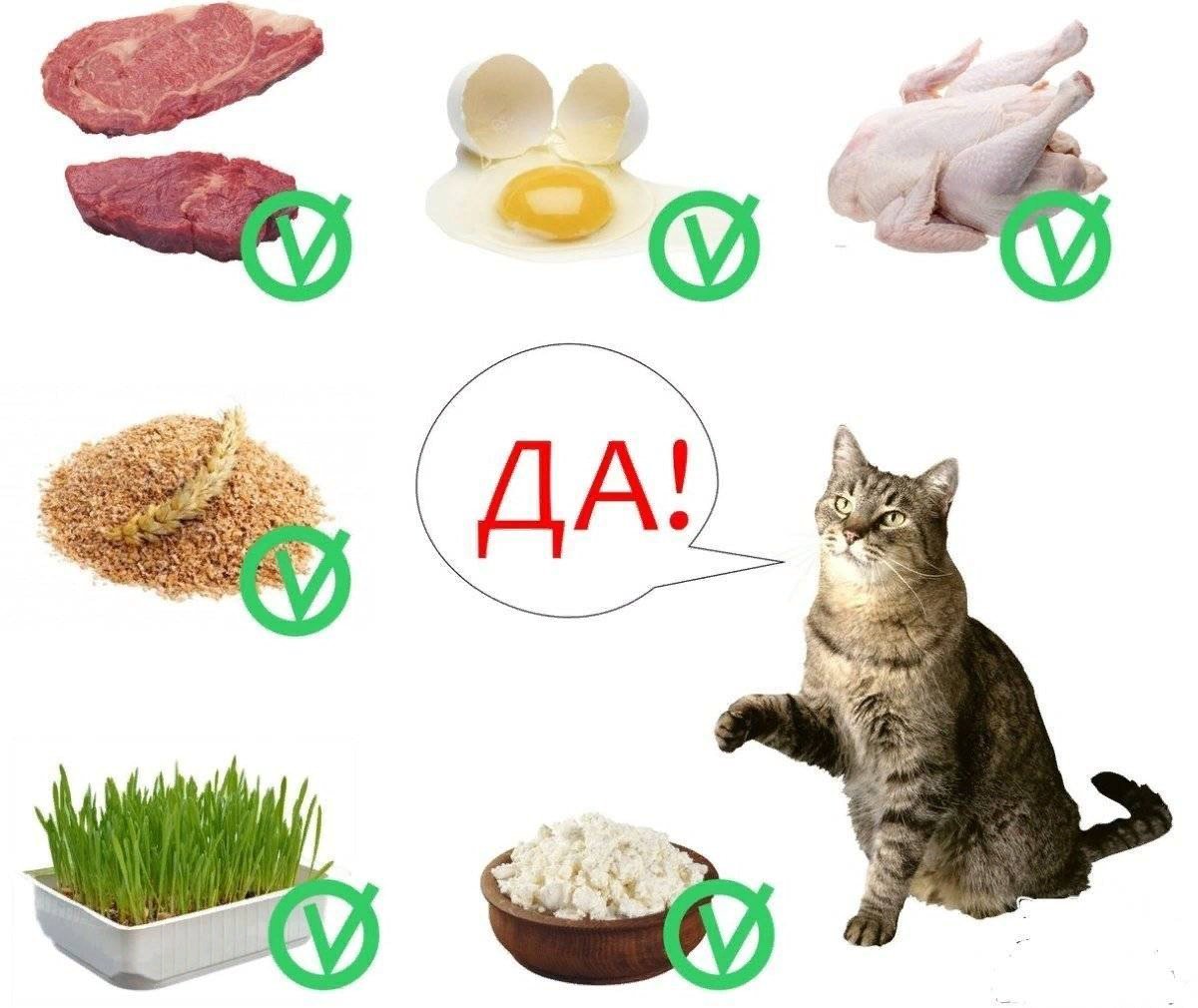 Чем нельзя кормить кошку. Рацион кошки. Продукты питания для кошки. Натуральная пища для кошек. Правильное питание кошки.