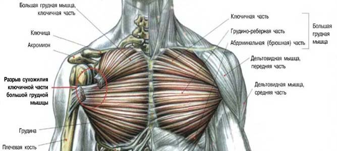 Мышцы груди картинка