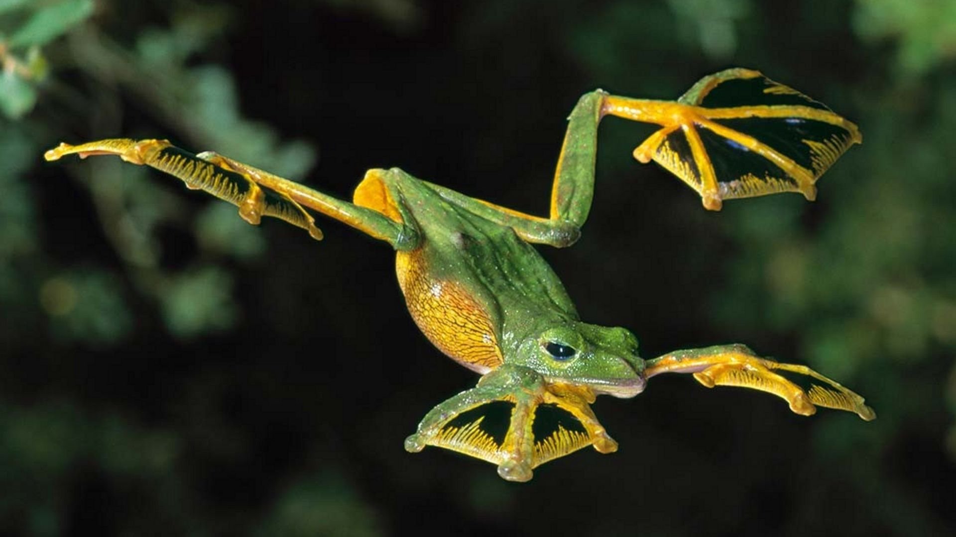 Не обыкновенная или необыкновенная. Яванская веслоногая лягушка. Яванская летающая лягушка. Лишаистый веслоног. Пятнистая веслоногая лягушка.