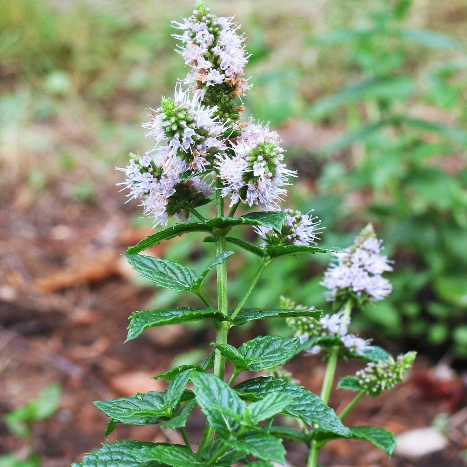 Мята полевая (méntha arvénsis). Мята перечная. Мята цветет. Мята цветет. Мята перечная цветение.
