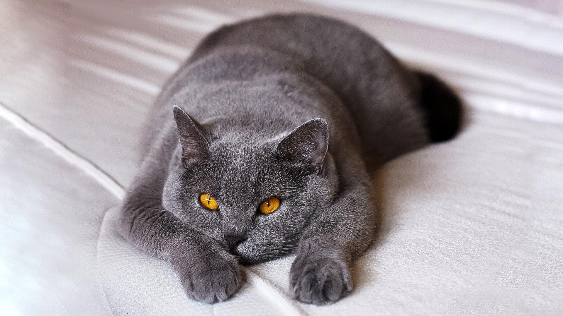 Порода кошек серого окраса. Британская короткошёрстная кошка. Британская короткошёрстная кошка шартрез. Британская кошка короткошерстная серая. Витанская короткошёрстная кошка.
