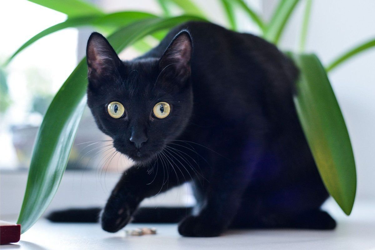 Бомбейская кошка короткошерстная черная