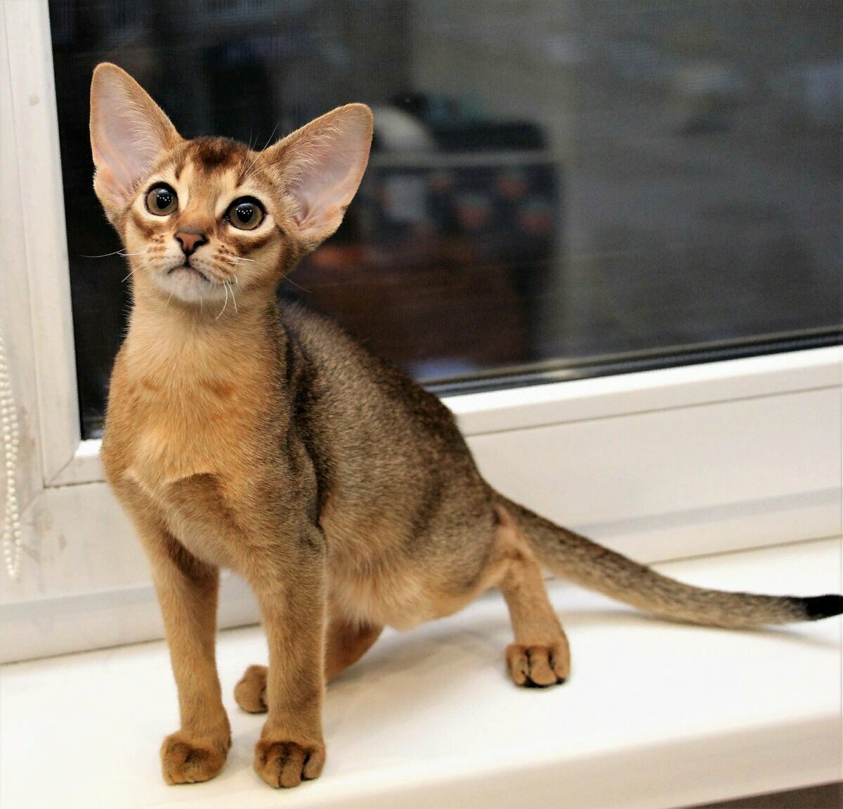 Абиссинская кошка картинки