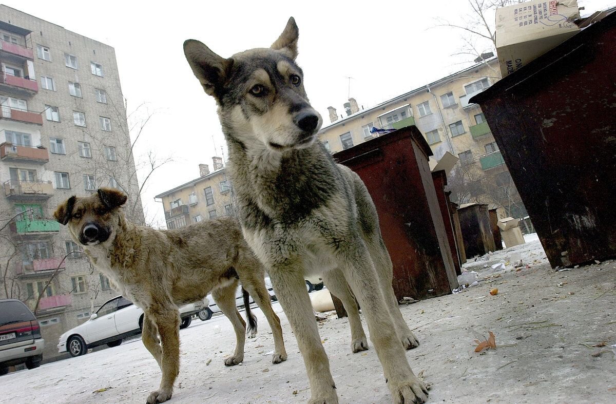 Бродячие собаки