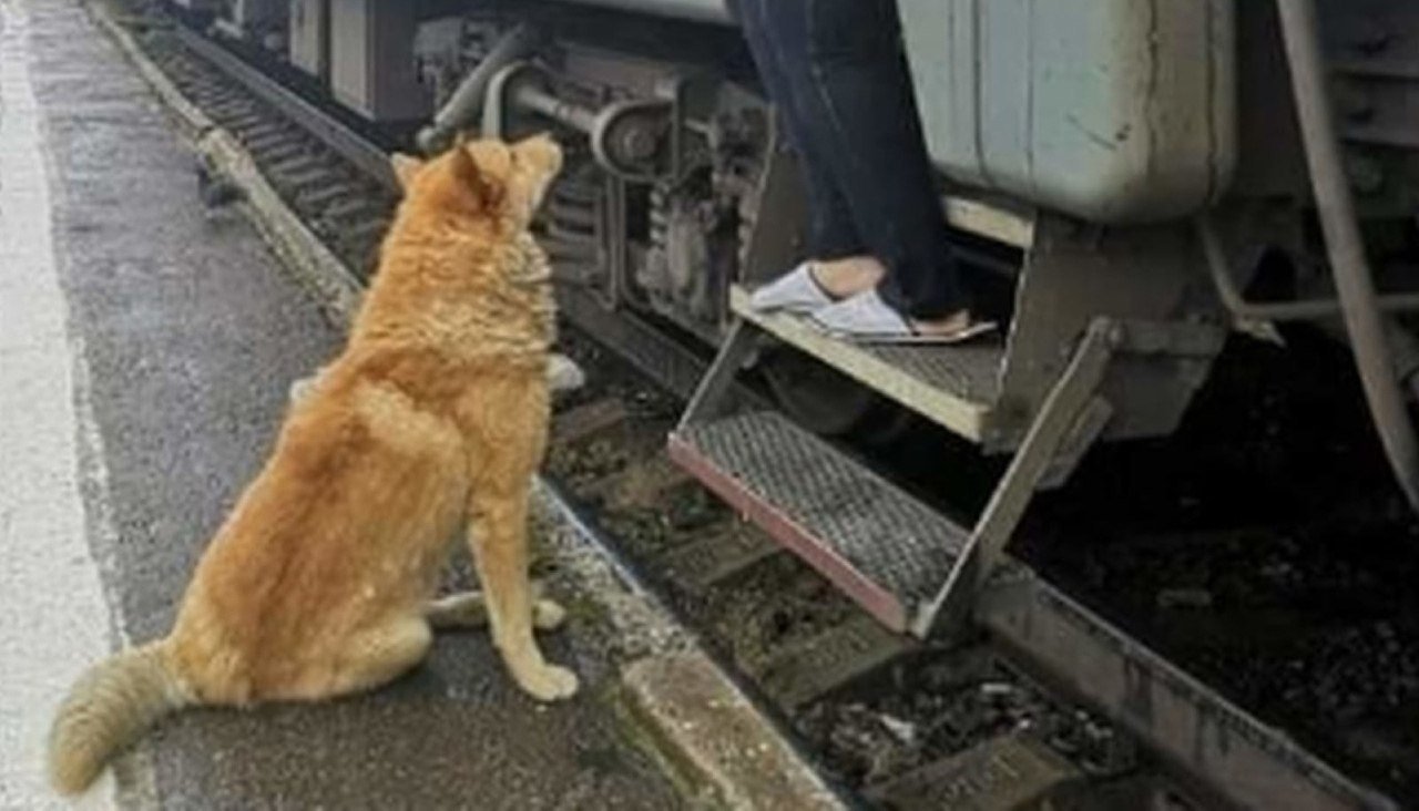 Почему электричка собака. Животные на вокзале. Собака на вокзале. Собака на перроне. Кот на ЖД вокзале.